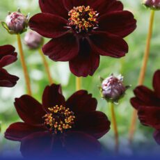 8718641996737 1 Cosmos Atrosanguineus.jpg